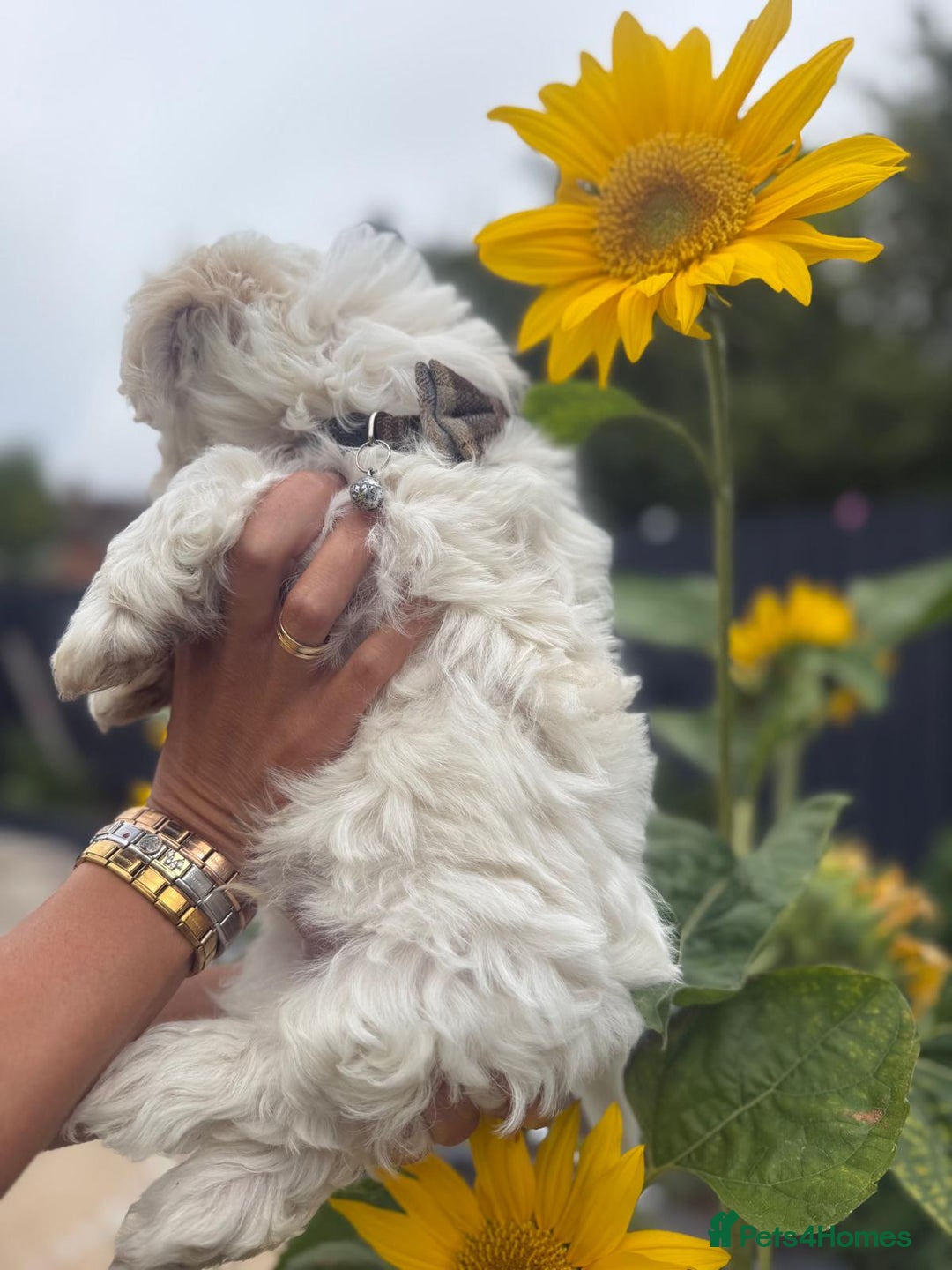 Maltipoo dogs for sale: Beautifull Maltipoo Last Boy left healthy check  - Image 5