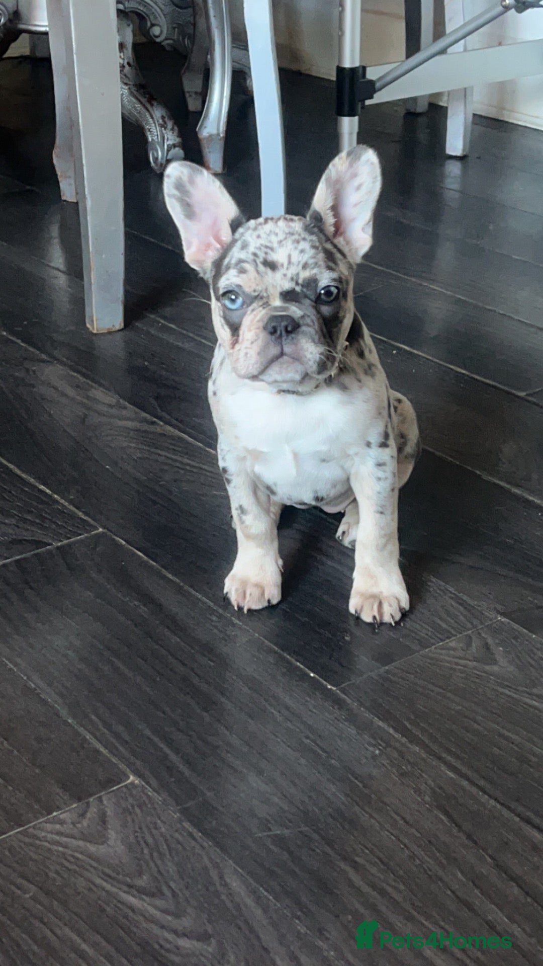 French Bulldog dogs Lilac merl female French bulldog - Advert 1