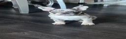 French Bulldog dogs for sale: Lilac merl female French bulldog in Braintree - Advert 1