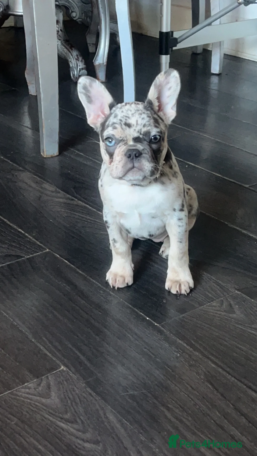 French Bulldog dogs for sale: Lilac merl female French bulldog in Braintree - Advert 1