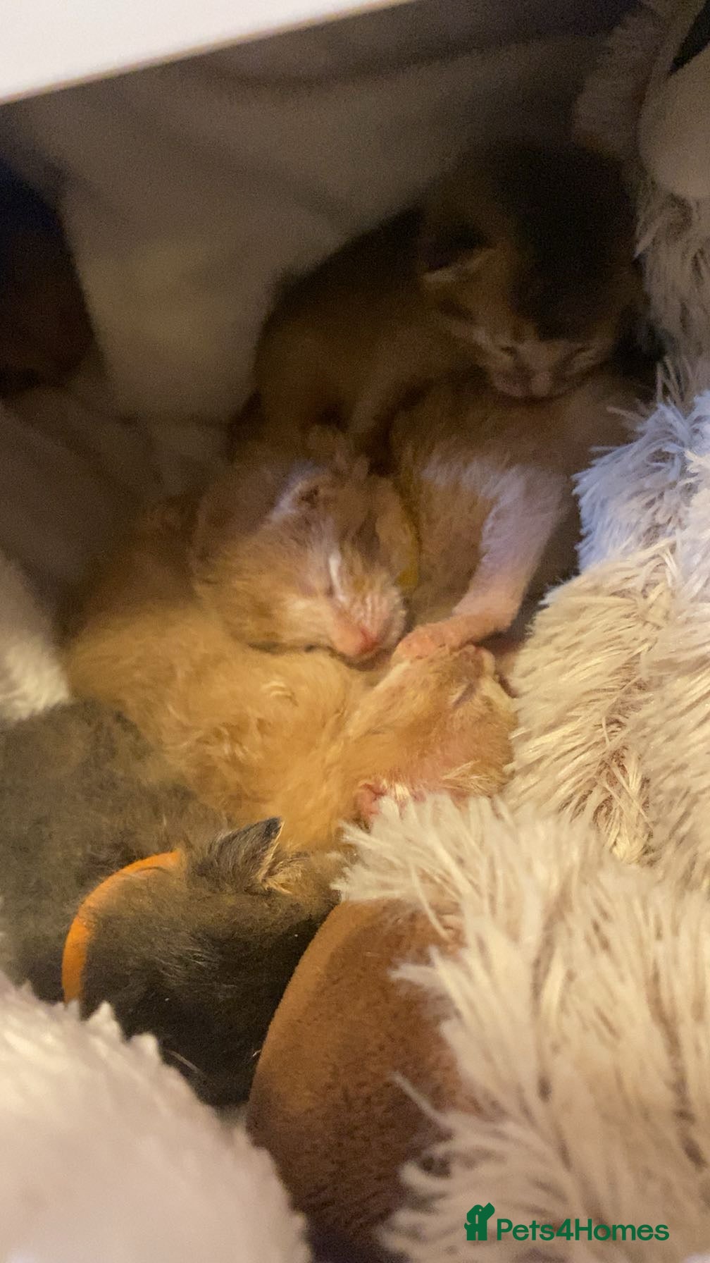 Abyssinian cats Abyssinian kittens 🐾 - Advert 6