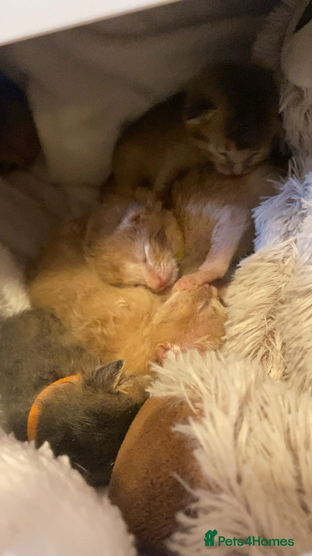 Abyssinian cats for sale: Abyssinian kittens 🐾 - Advert 1