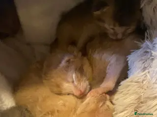 Abyssinian cats Abyssinian kittens 🐾 - Advert 6