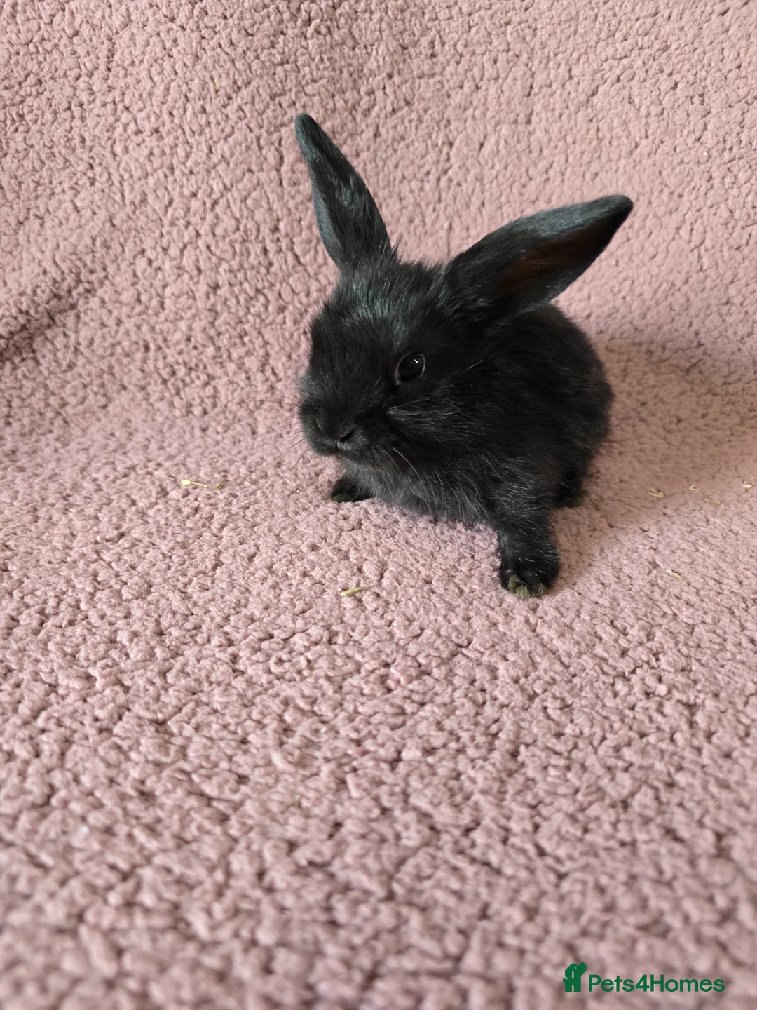 Mini Lop rabbits for sale: Mini lop rabbits.  - Advert 10