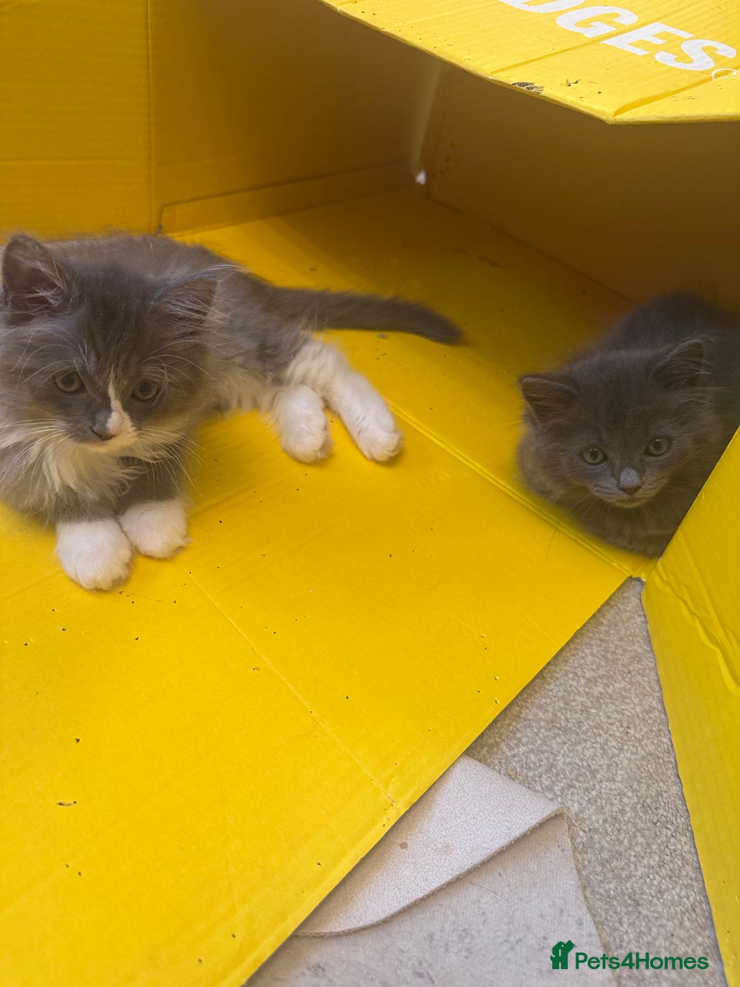 Ragdoll cats for sale: Beautiful Persia dolls  - Image 10