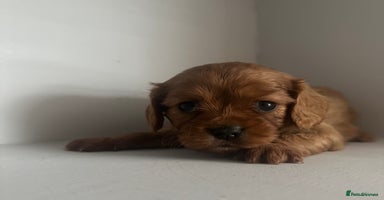 Cavalier King Charles Spaniel dogs - Advert 13