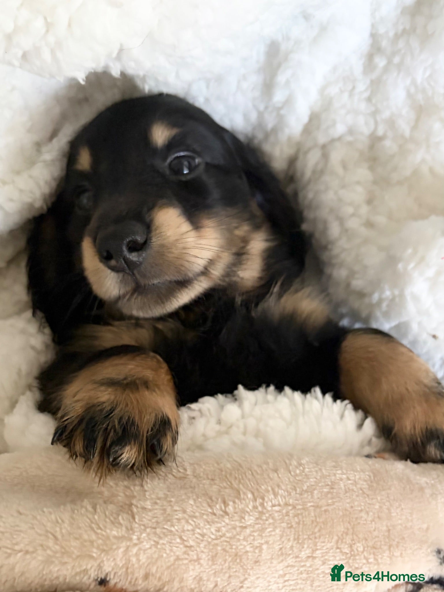 Miniature Dachshund dogs KC Reg, Health Tested Mini Longhaired Puppies  - Advert 2