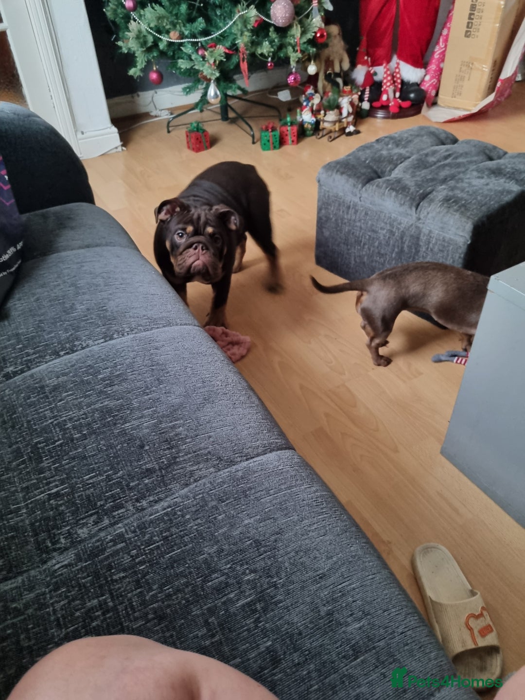 English Bulldog dogs for sale: English Bulldog Puppies  - Advert 5