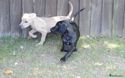 Mixed Breed dogs for sale: Mixed Breed Pups - Image 27
