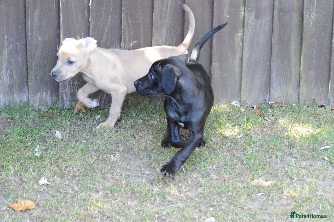 Mixed Breed dogs for sale: Mixed Breed Pups - Image 27