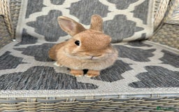 Netherland Dwarf rabbits for sale: Adult Netherlands dwarf doe. - Image 2