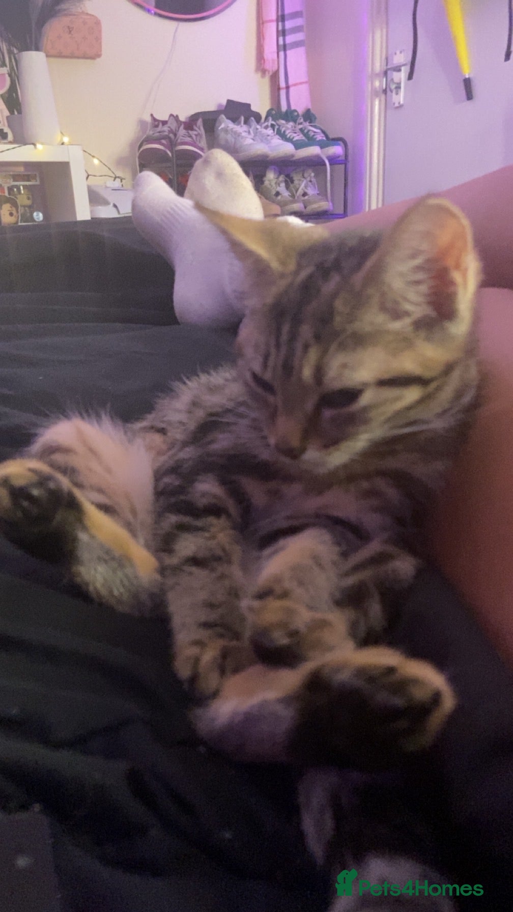 Mixed Breed cats Sushi for sale - Advert 2