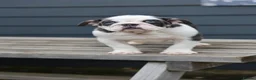 English Bulldog dogs for sale: English Bulldog  - Advert 9