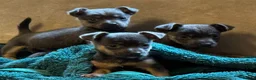 Jack Russell dogs for sale: Miniature much Wenlock puppies - Advert 3