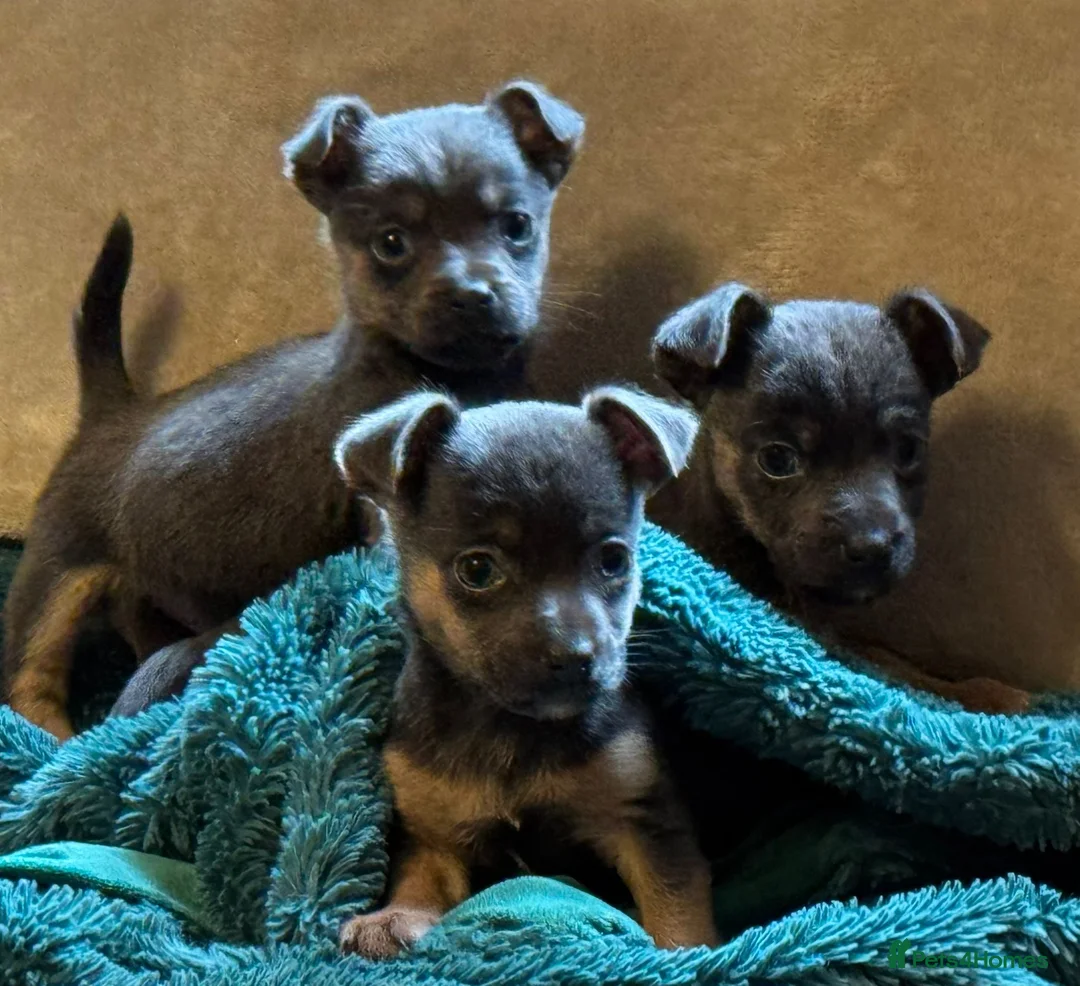 Jack Russell dogs for sale: Miniature much Wenlock puppies - Advert 3