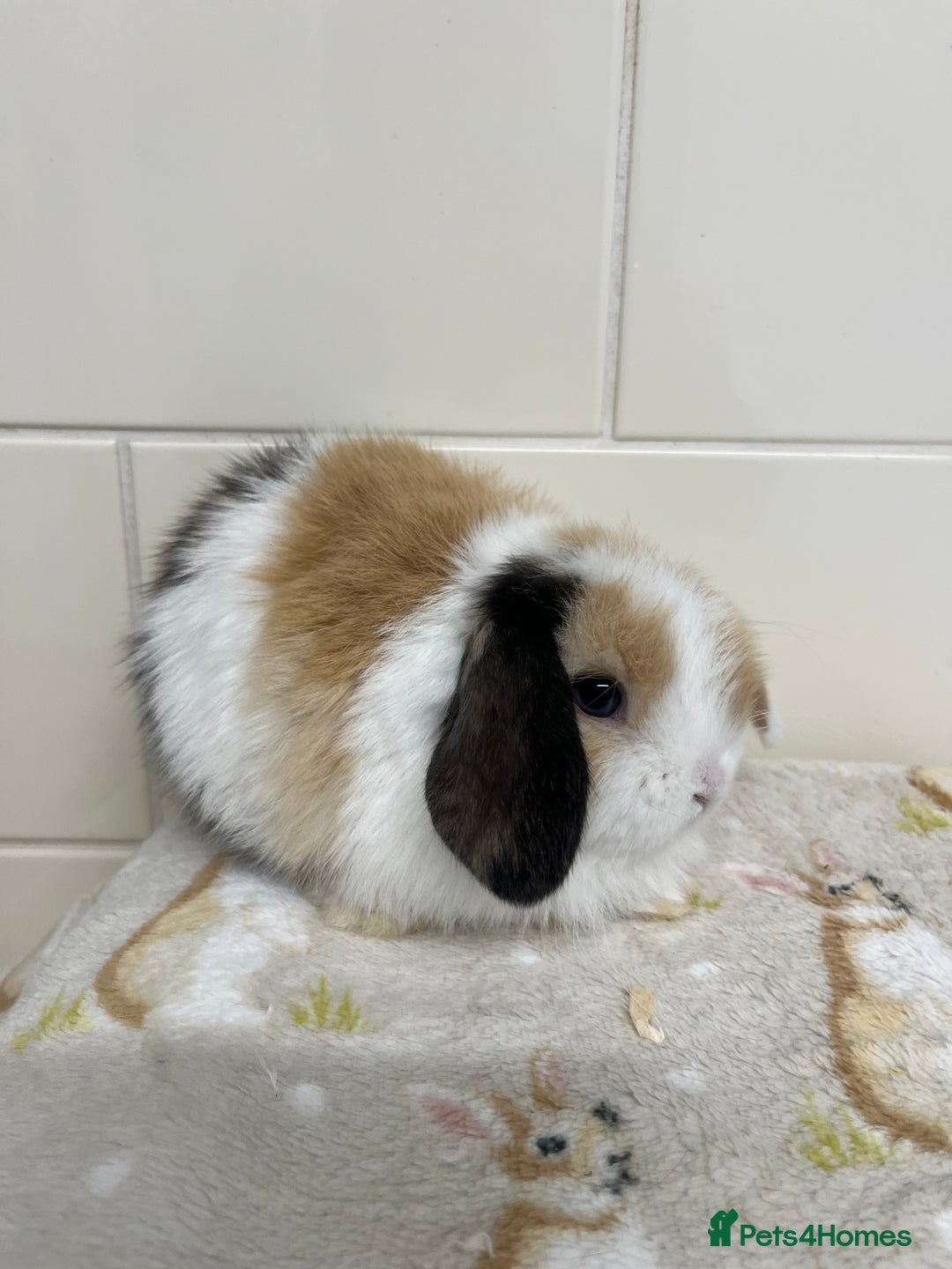 Mini Lop rabbits for sale: Stunning litter of mini lops ready soon  - Advert 16