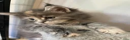 Maine Coon cats for sale: Gorgeous mainecoon kittens  in Hailsham - Advert 11