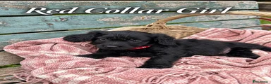 Red Collar Black Girl
