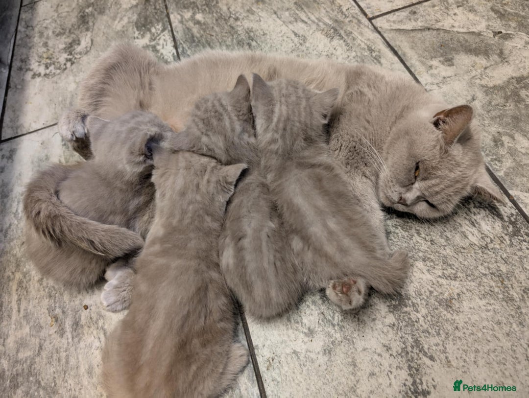 British Shorthair cats for sale: British shorthair  - Advert 1