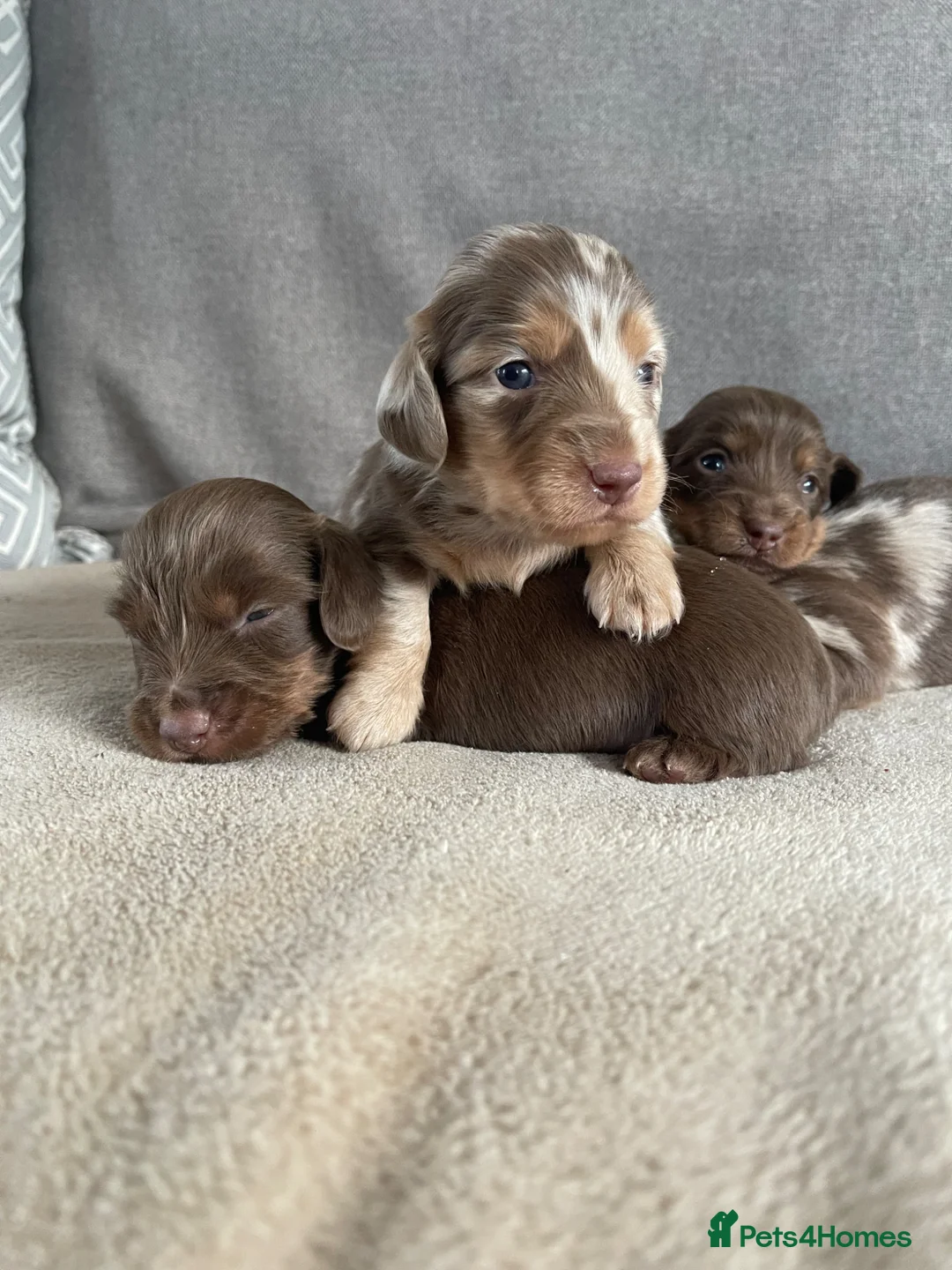 Dachshund dogs for sale: Stunning long hair mini dachshunds  in Shrewsbury - Advert 2