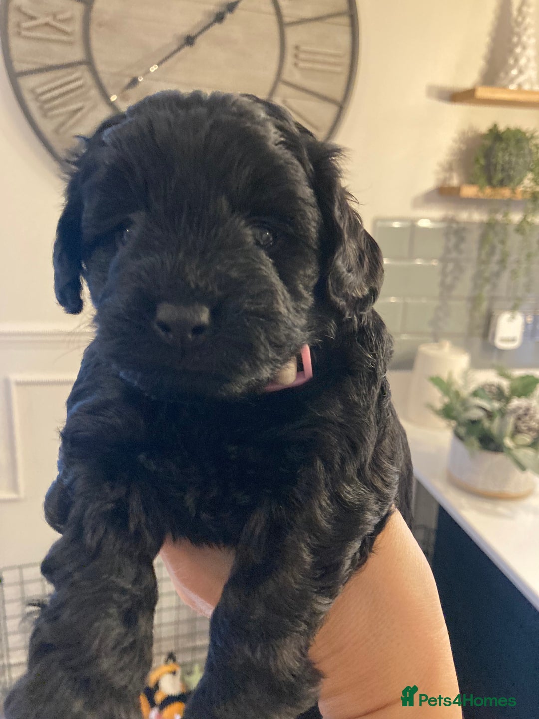 Cavapoo dogs for sale: F1b cavapoo puppies - Advert 22