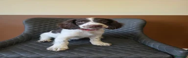 Spot