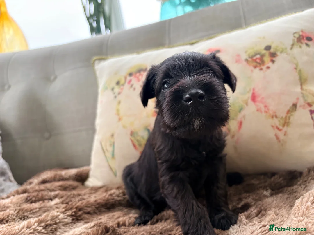 Miniature Schnauzer dogs for sale: Stunning Miniature Schnauzers - Advert 7