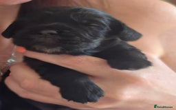 Cocker Spaniel dogs for sale: 🐾 Working Cocker Spaniel Puppies for Sale £800  - Image 26