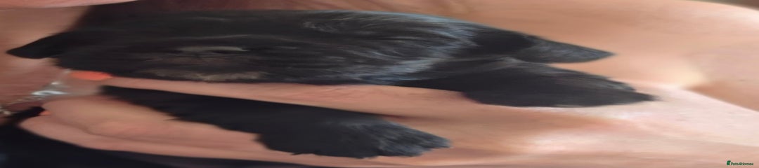 black Cocker Spaniel Puppy 