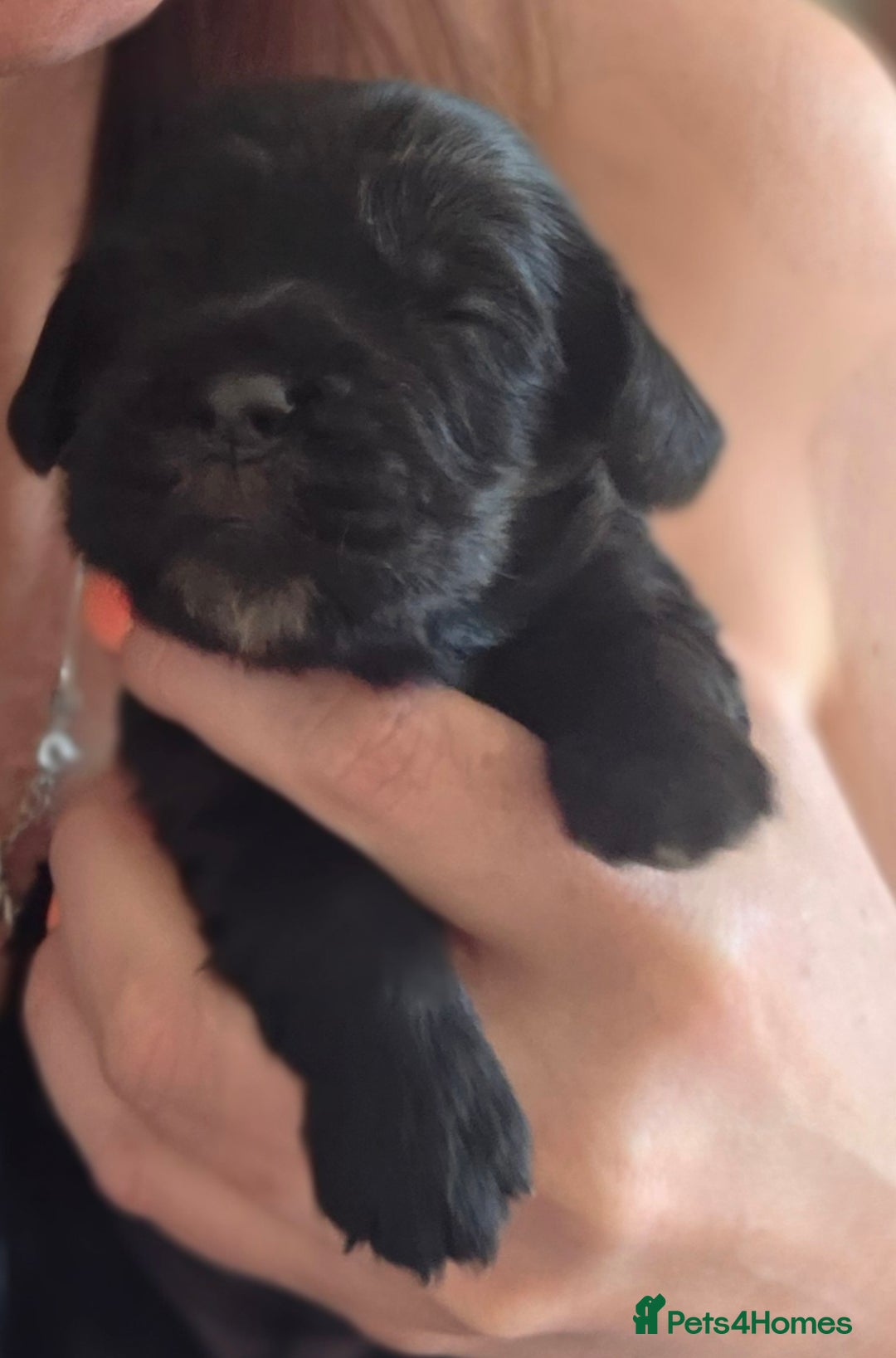 Cocker Spaniel dogs for sale: 🐾 Working Cocker Spaniel Puppies for Sale £800  - Image 26
