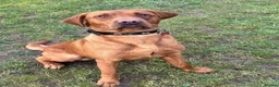 Labrador Retriever dogs for stud: Beautiful Red Fox Labrador for Stud KC Registered in Preston - Advert 2