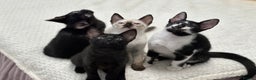 Mixed Breed cats for sale: ✨Cornish Rex Kittens Ready for New Homes Now✨ - Advert 3