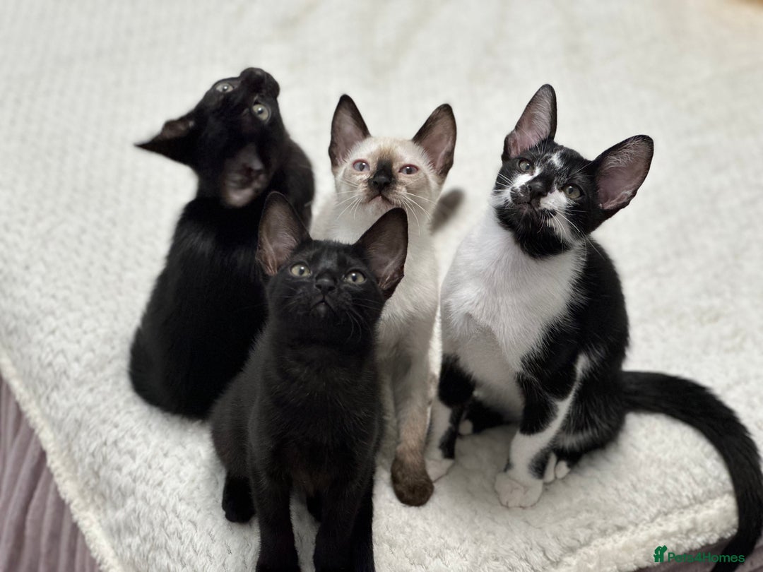 Mixed Breed cats for sale: ✨Cornish Rex Kittens Ready for New Homes Now✨ - Advert 3