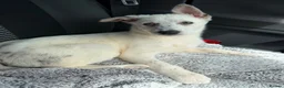 Border Collie dogs for sale: Female boarder collie 4months  in Porth - Advert 12