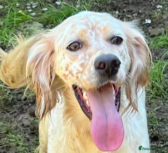 English Setter dogs Sua   - Advert 2