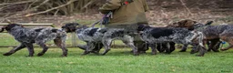 German Wirehaired Pointer dogs for stud: ORMANSTAR BRIGADIER OF HUNTSTAFF at stud - Advert 2
