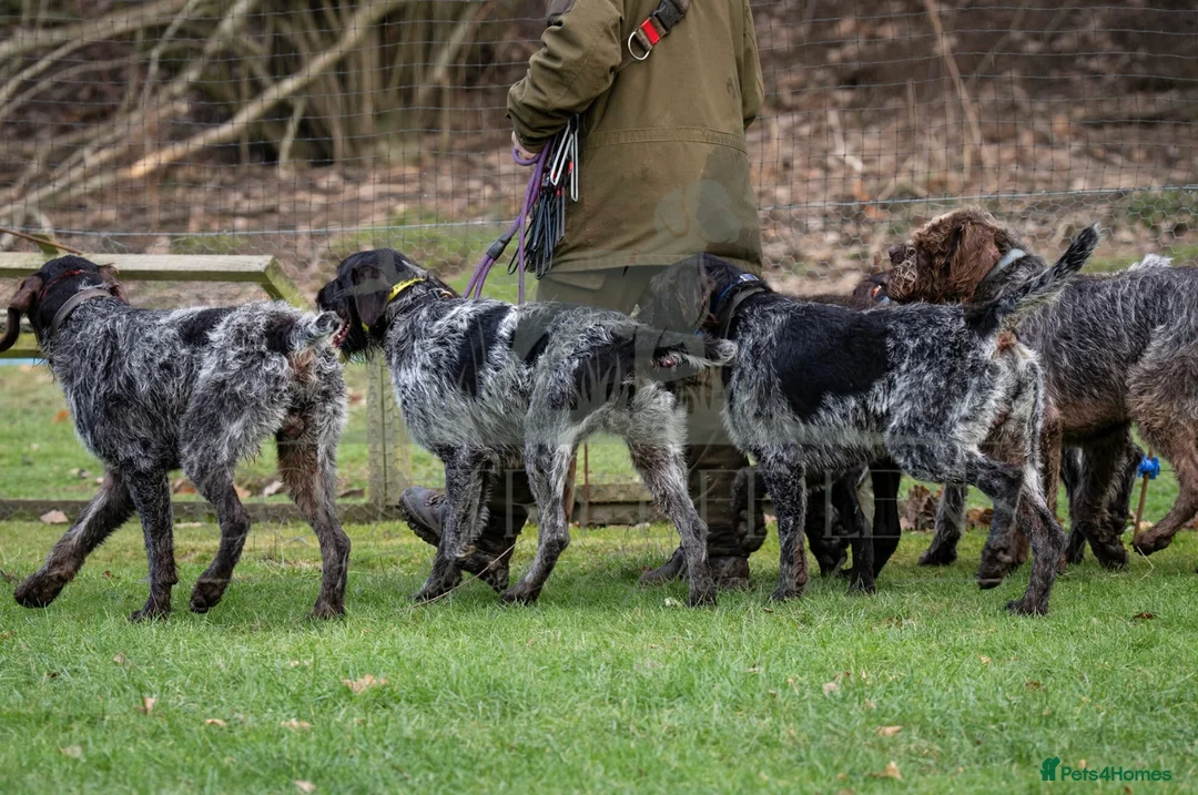 German Wirehaired Pointer dogs for stud: ORMANSTAR BRIGADIER OF HUNTSTAFF at stud - Advert 2