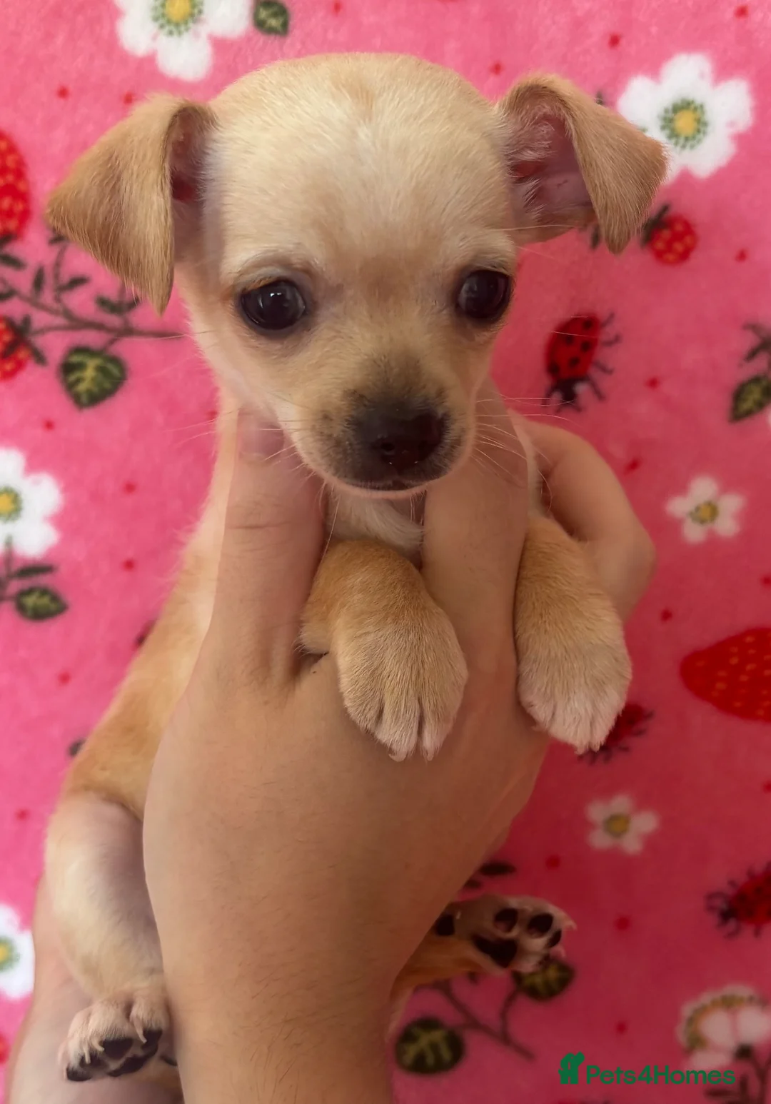 Pomchi dogs for sale: Chihuahua x Pomeranian  - Advert 4