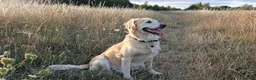 Golden Retriever dogs for sale: 8 Golden Retriever puppies for sale. - Advert 8