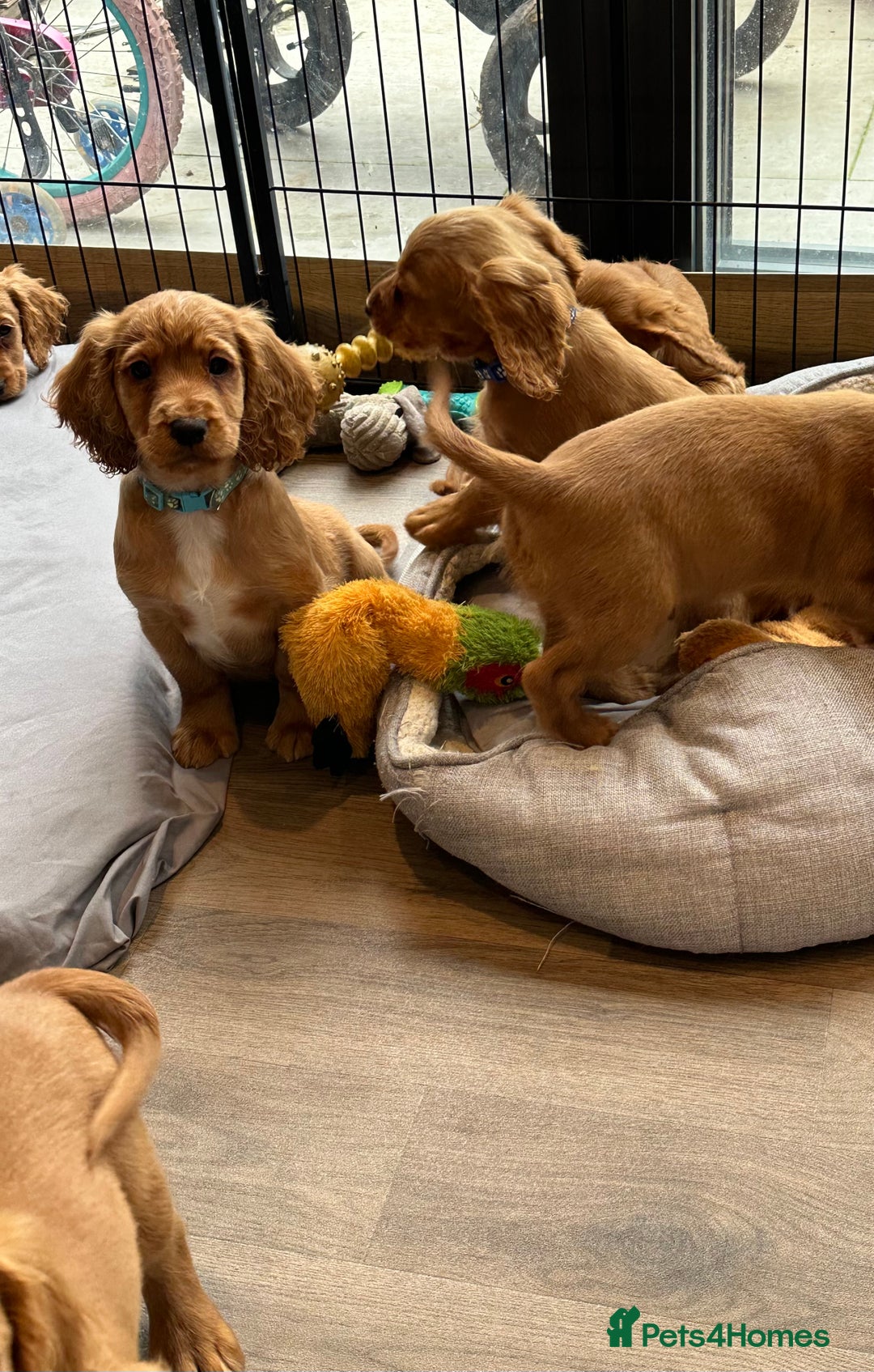 Cocker Spaniel dogs for sale: Extensively Health Tested KC Cocker Spaniels  - Advert 7