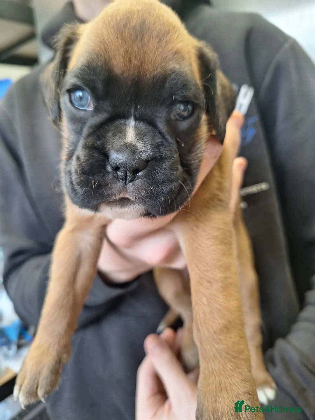Boxer dogs for sale: Five Boxer Puppies For Sale  in Uxbridge - Advert 2