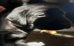 Labrador Retriever dogs for sale: Labrador puppies (ONLY now 2 left) - Image 8