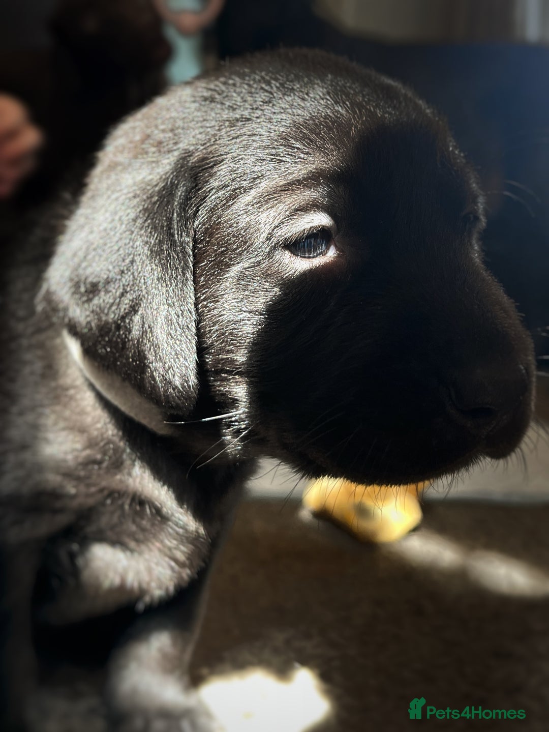 Labrador Retriever dogs for sale: Labrador puppies (ONLY now 2 left) - Image 8