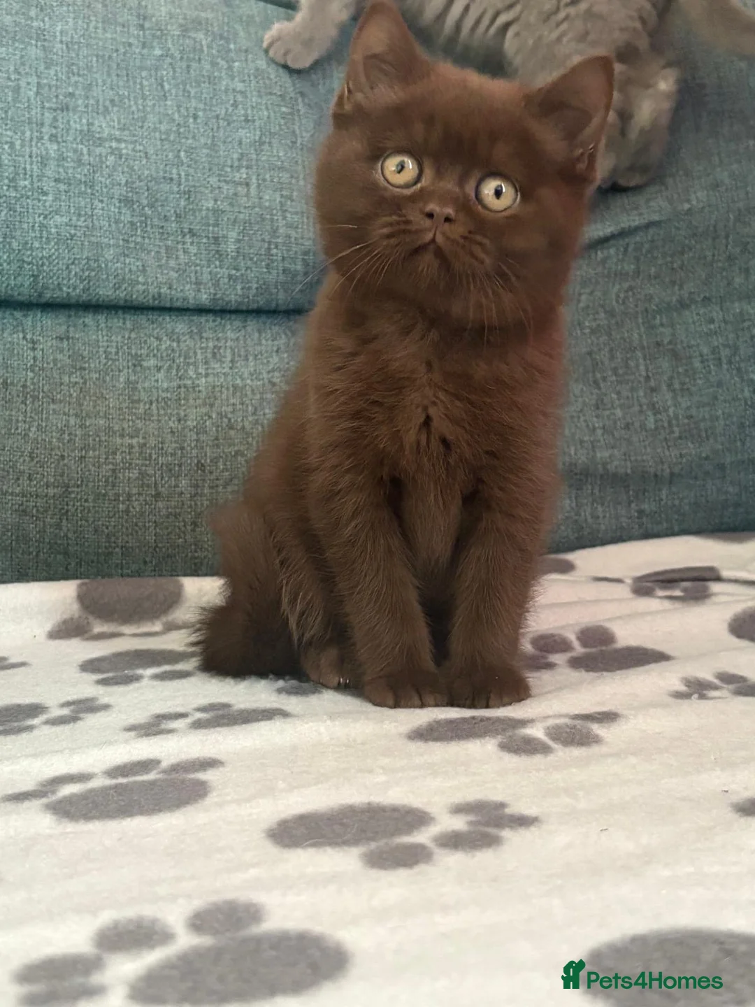 British Shorthair cats for sale: British shorthair Mixed litter  - Advert 10