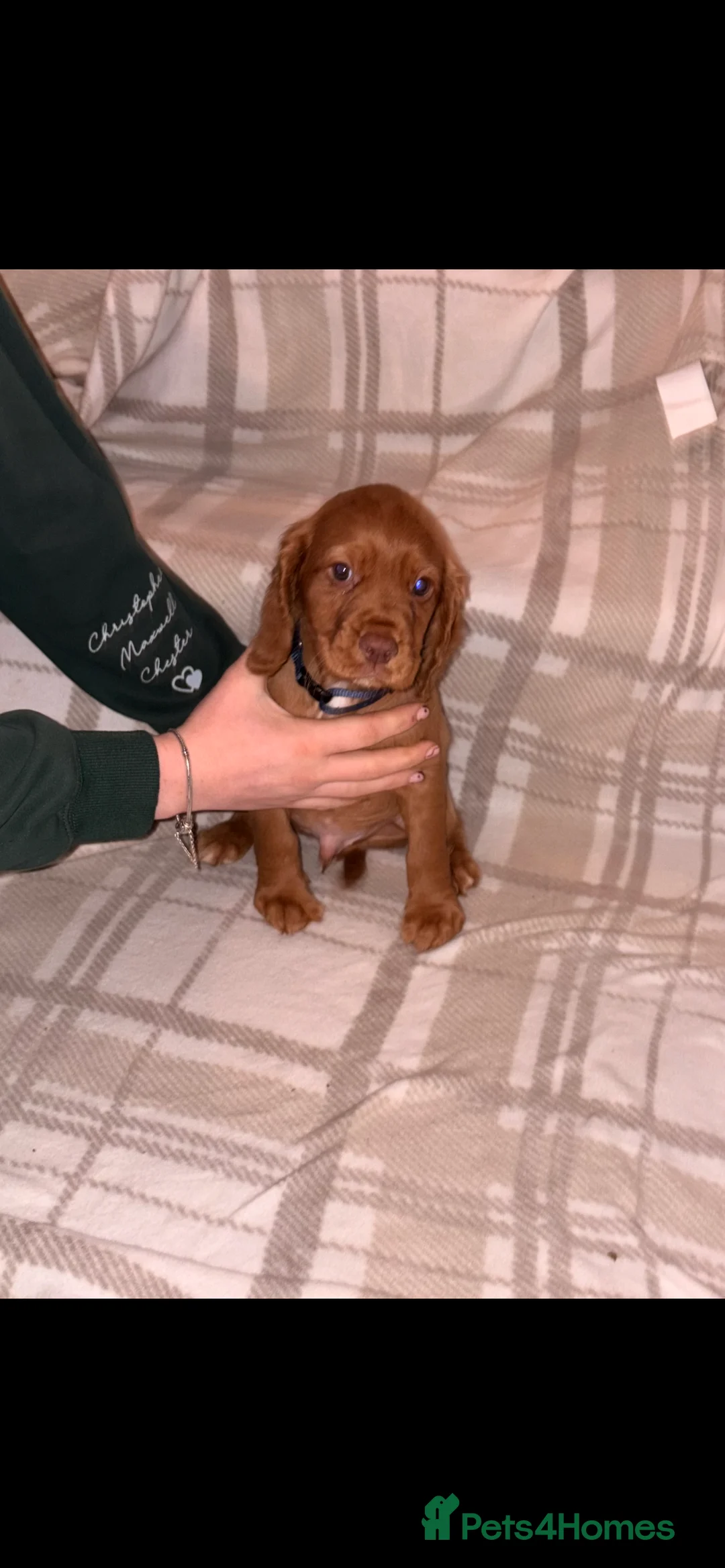 Cocker Spaniel dogs for sale: Ready to go! Cocker spaniel puppies fox red  - Advert 2