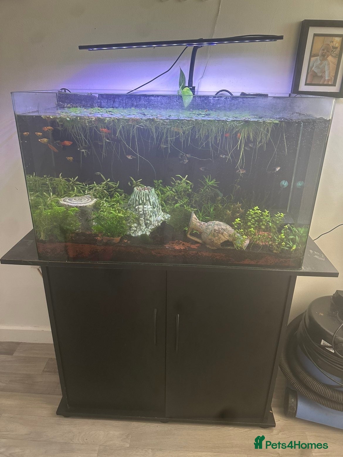 Platies fish 130L fish tank with stand everything included - Advert 21
