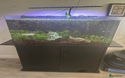 Platies fish for sale: 130L fish tank with stand everything included - Image 1
