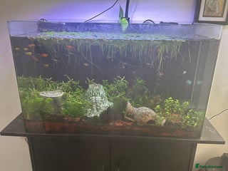 Platies fish - Advert 15