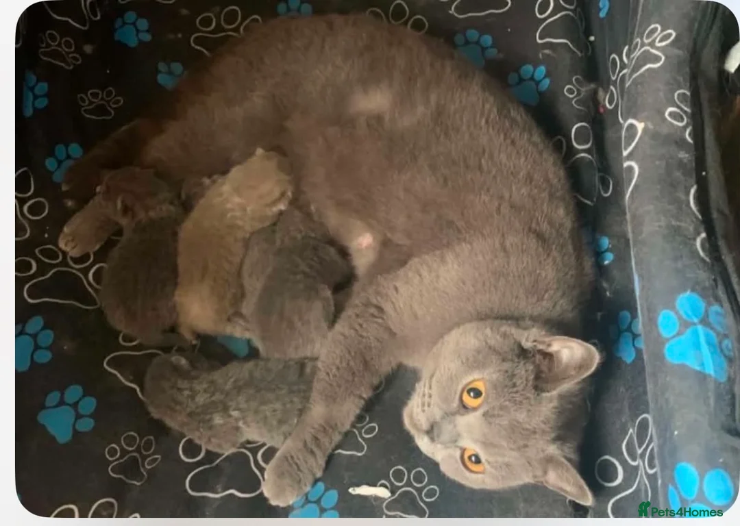 British Shorthair cats for sale: 5 Beautiful British Shorthair kittens  - Advert 6