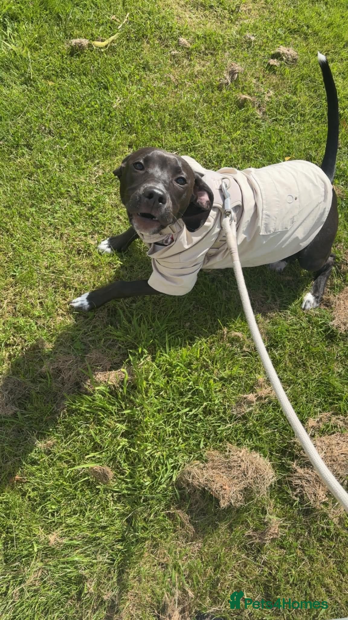 Mixed Breed dogs Staffordshire bull terrier mix - Advert 1